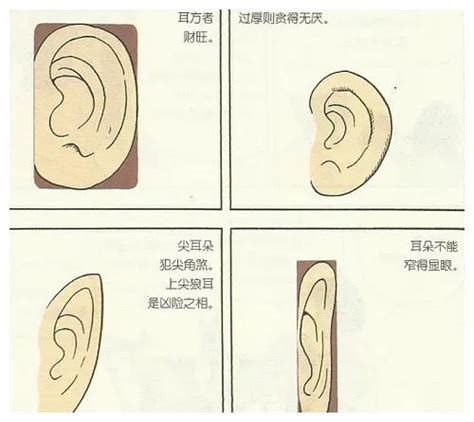 耳型 面相|耳朵面相解析：十六种耳型详析